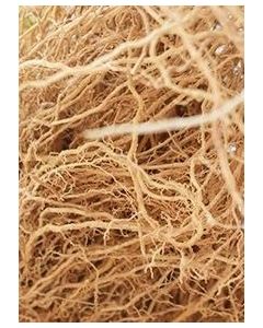 Khus Roots Ramacham Vetiver 