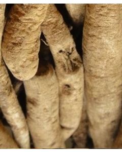 Shatavari Asparagus Roots 